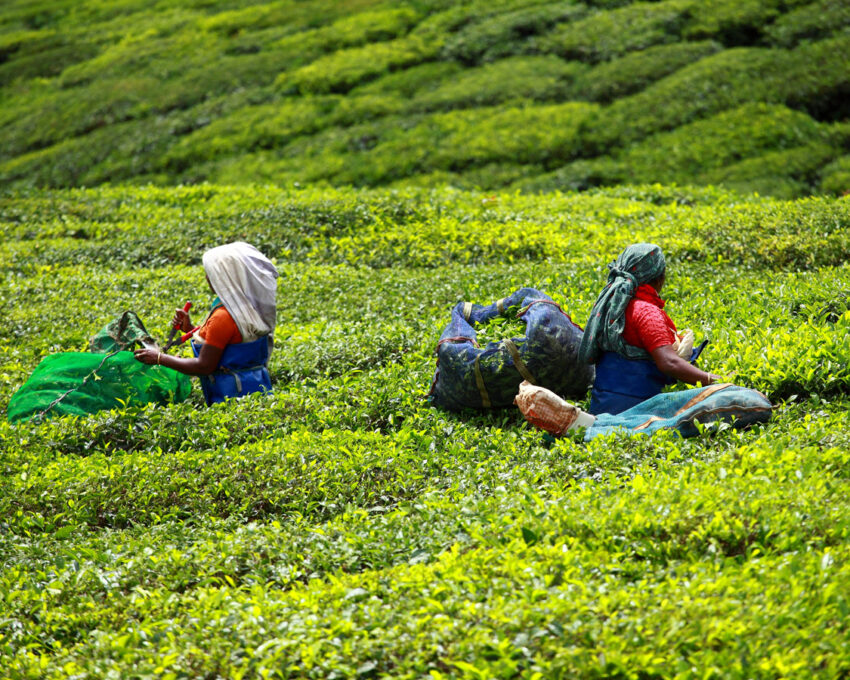 Visit a tea plantation