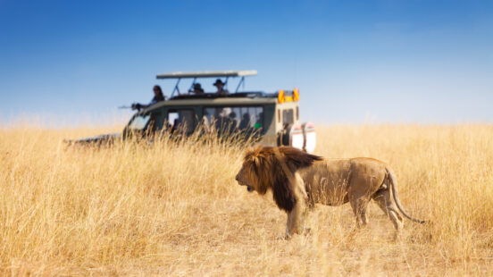 A lion spotted by a safari jeep in Kenya