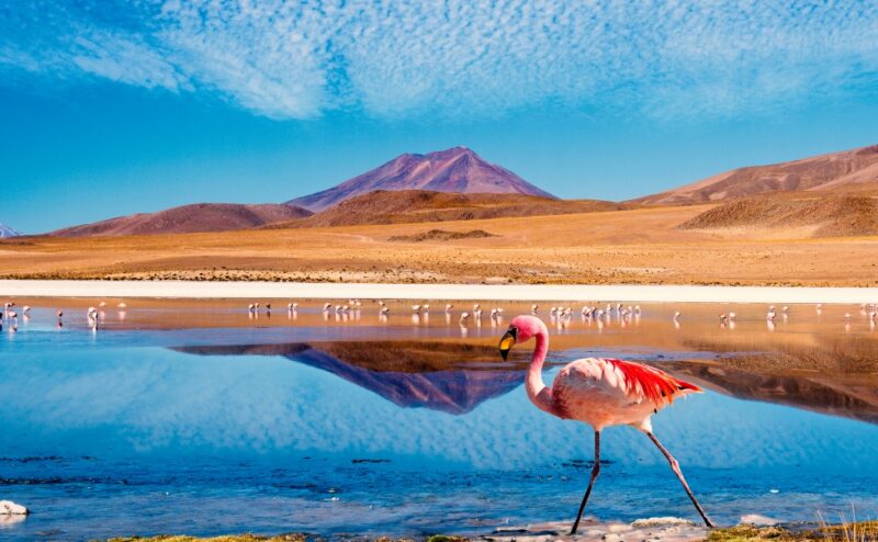 Laguna at the "Ruta de las Joyas altoandinas" in Bolivia with pink flamingo walking through the scene