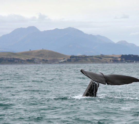 Kaikoura
