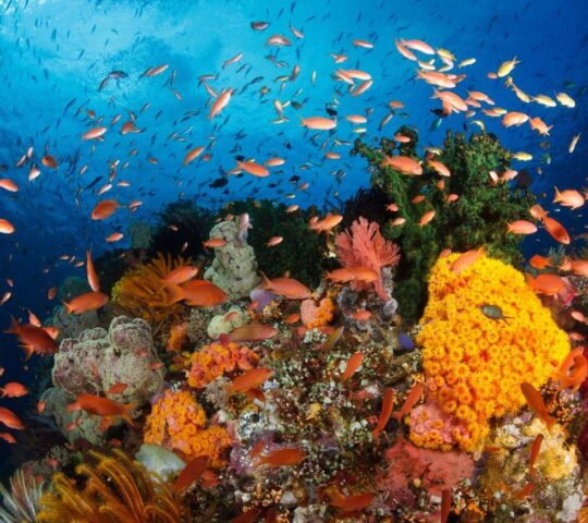 Snorkelling with a spectrum of marine life and coral