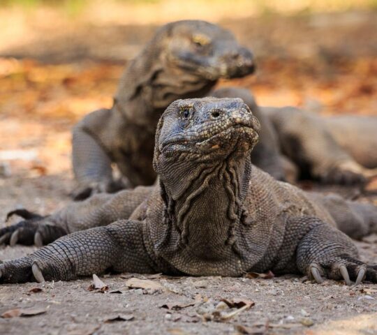 Spot fearsome Komodo dragons in Komodo National Park