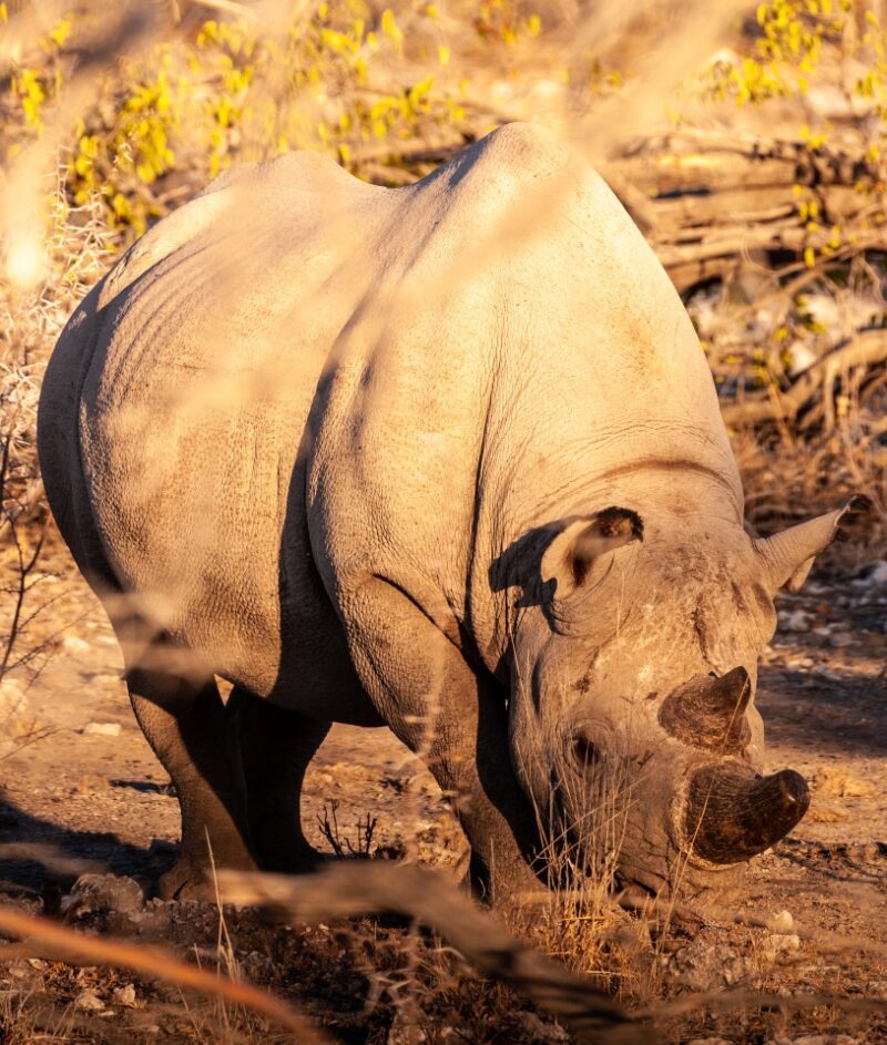 A black Rhinoceros - Diceros bicornis- eating scrubs on the plains of Etosha national park, Namibia, during sunset