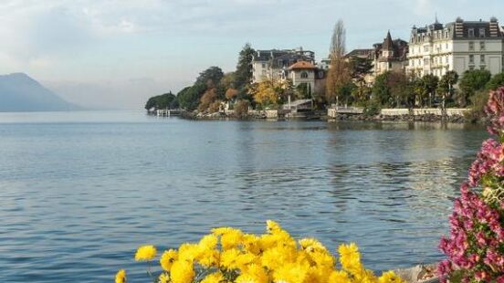 Colourful chrysanthemum flowers bloom by the clear blue water of a lake with elegant buildings on the far shore.