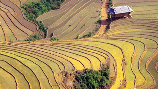 A terraced rice field in Sapa, Vietnam