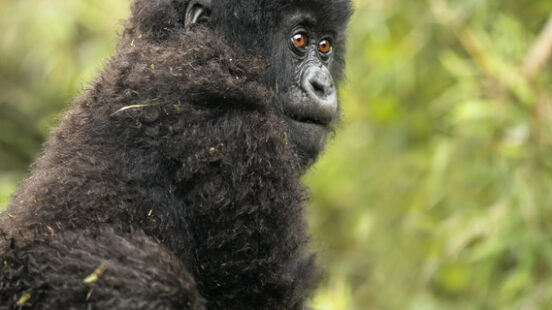 A young mountain gorilla looks back through dense bamboo – Volcanoes National Park.