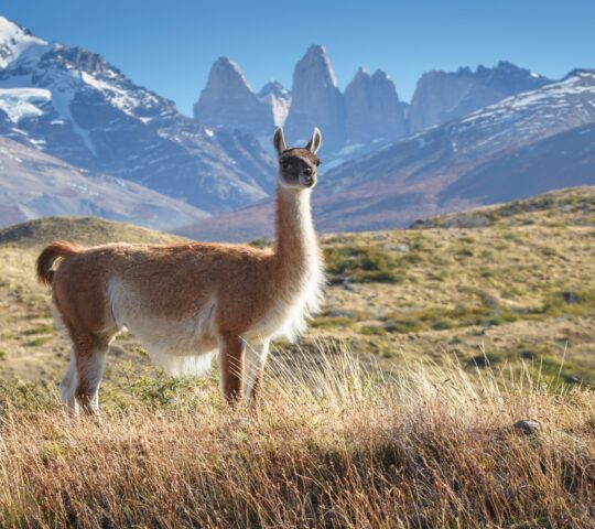 Guanaco in Torres del Paine National Park
