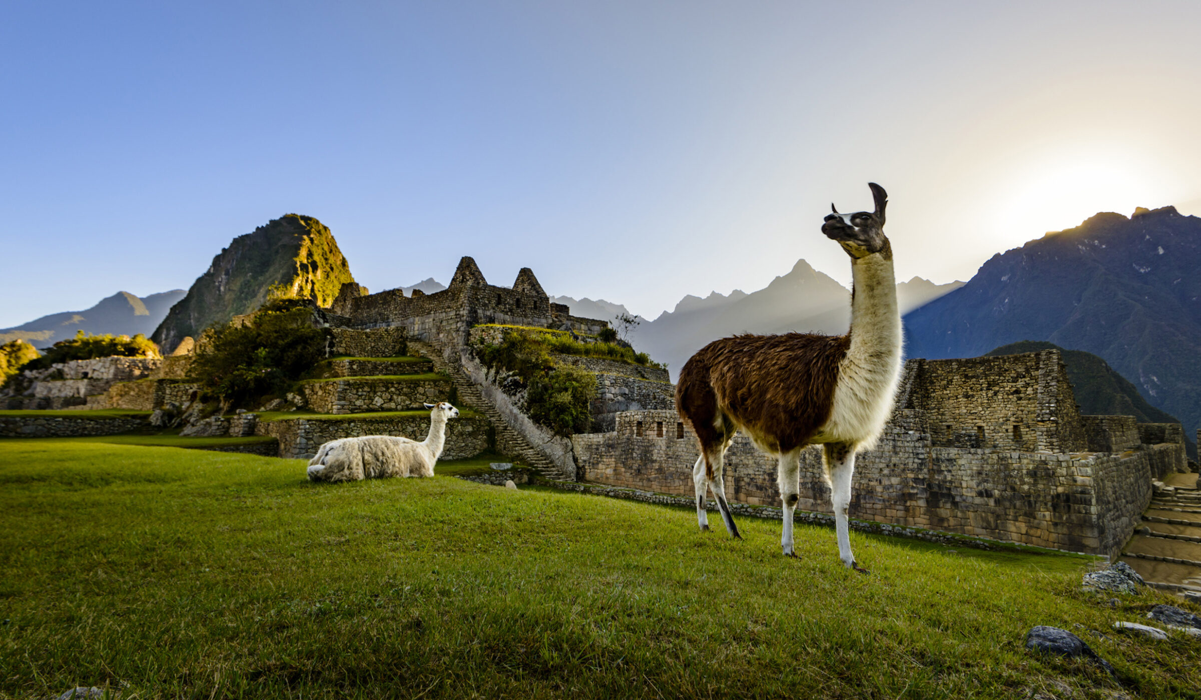 Llamas at first light at Machu Picchu, Peru