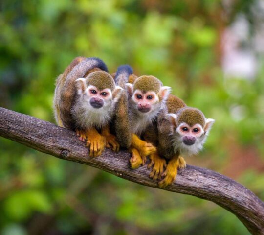 Spot squirrel monkeys in the Amazon