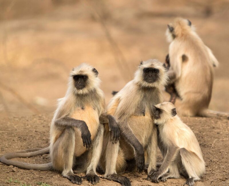 Gray Langur family, Ranthambore National Park