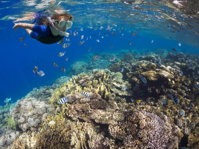 A man snorkelling above a colourful reef with small striped fish