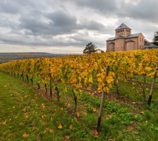 Scenic drives through vineyards