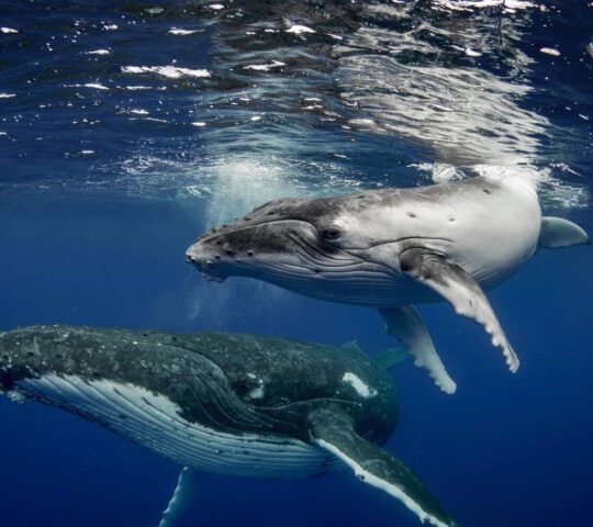 Humpback whales migrate through the Gulf of Chiriquí