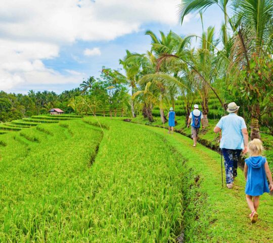 Explore lush rice terraces