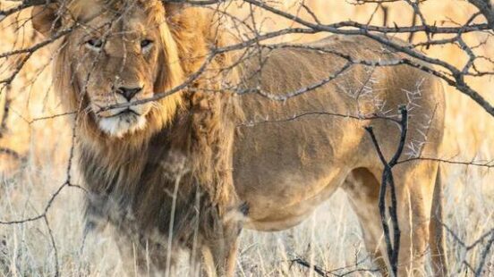Lion Kruger National Park