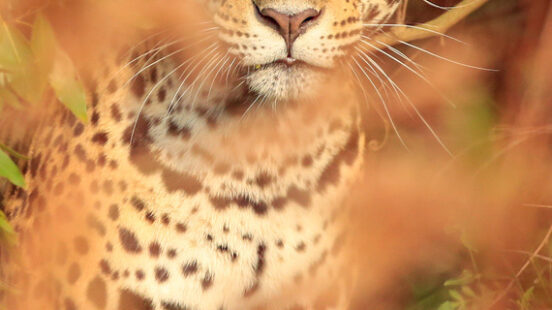 Close-up of a jaguar with golden eyes looking through orange leaves in a forest.
