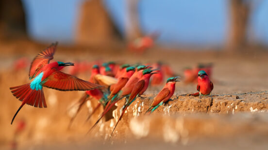Several red and turquoise bee-eater birds perched on a dirt ledge while one flies in with wings spread wide.