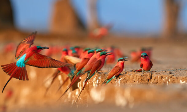 Several red and turquoise bee-eater birds perched on a dirt ledge while one flies in with wings spread wide.