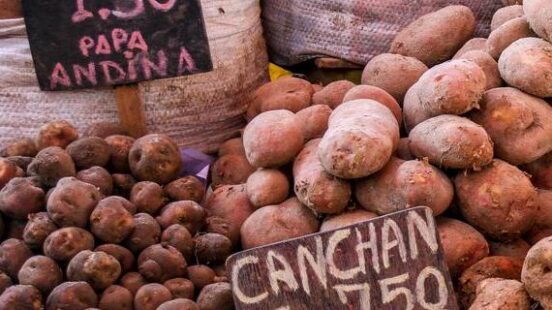 Potatoes of Peru, tubs of different size and coloured potatoes with price signs in a market
