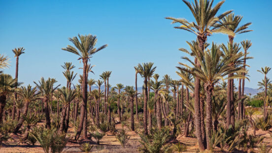 Numerous tall palm trees with thin trunks and green fronds standing in a sandy desert area.