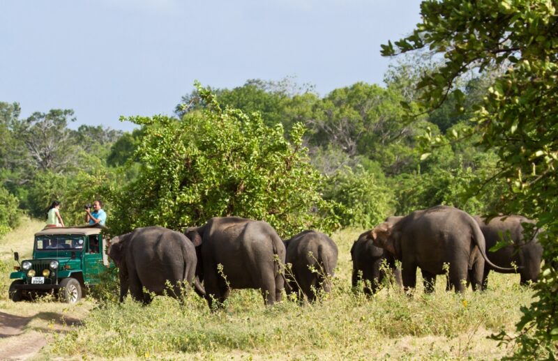 Elephas maximus maximus