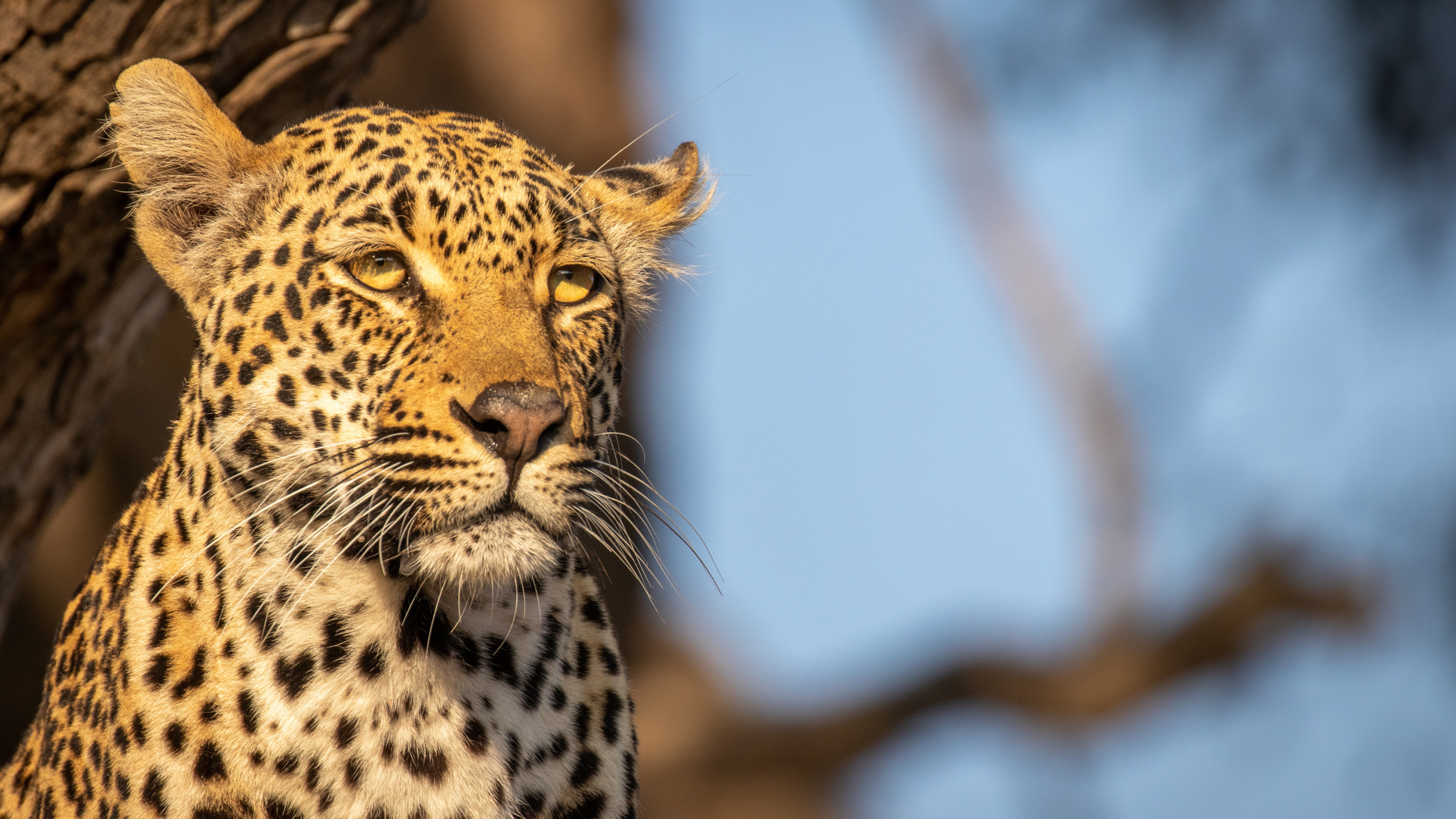 Luxe Cape, Safari and Mozambique Beach