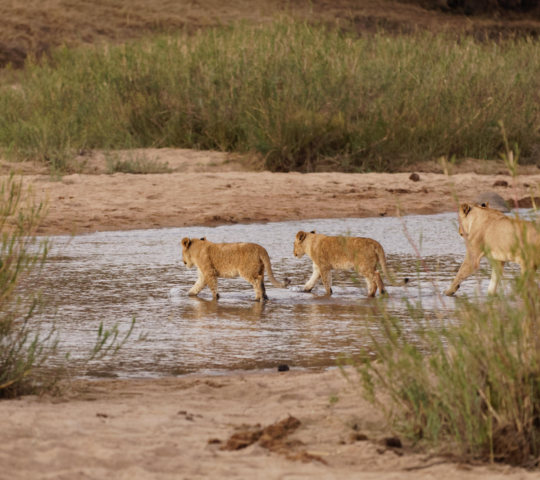 Head out on safari