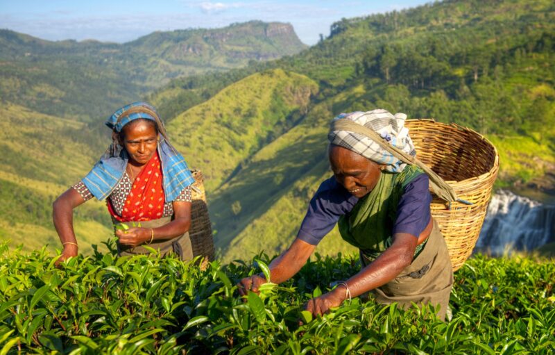 Women tea pickers in Sri Lanka.