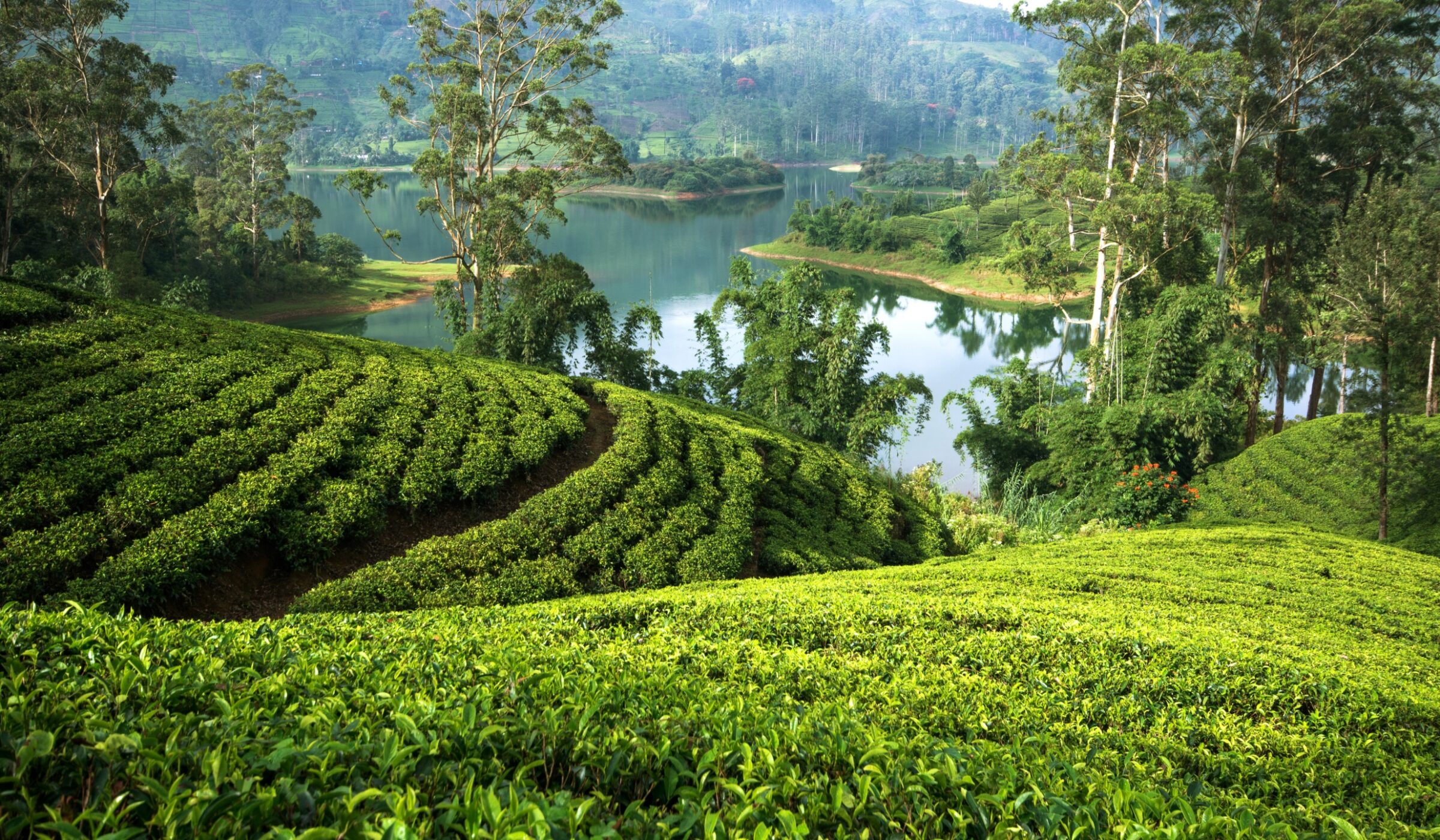 Tea country