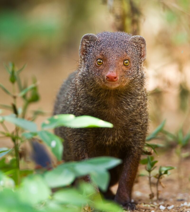 A wild mongoose looking down the lens of a camera