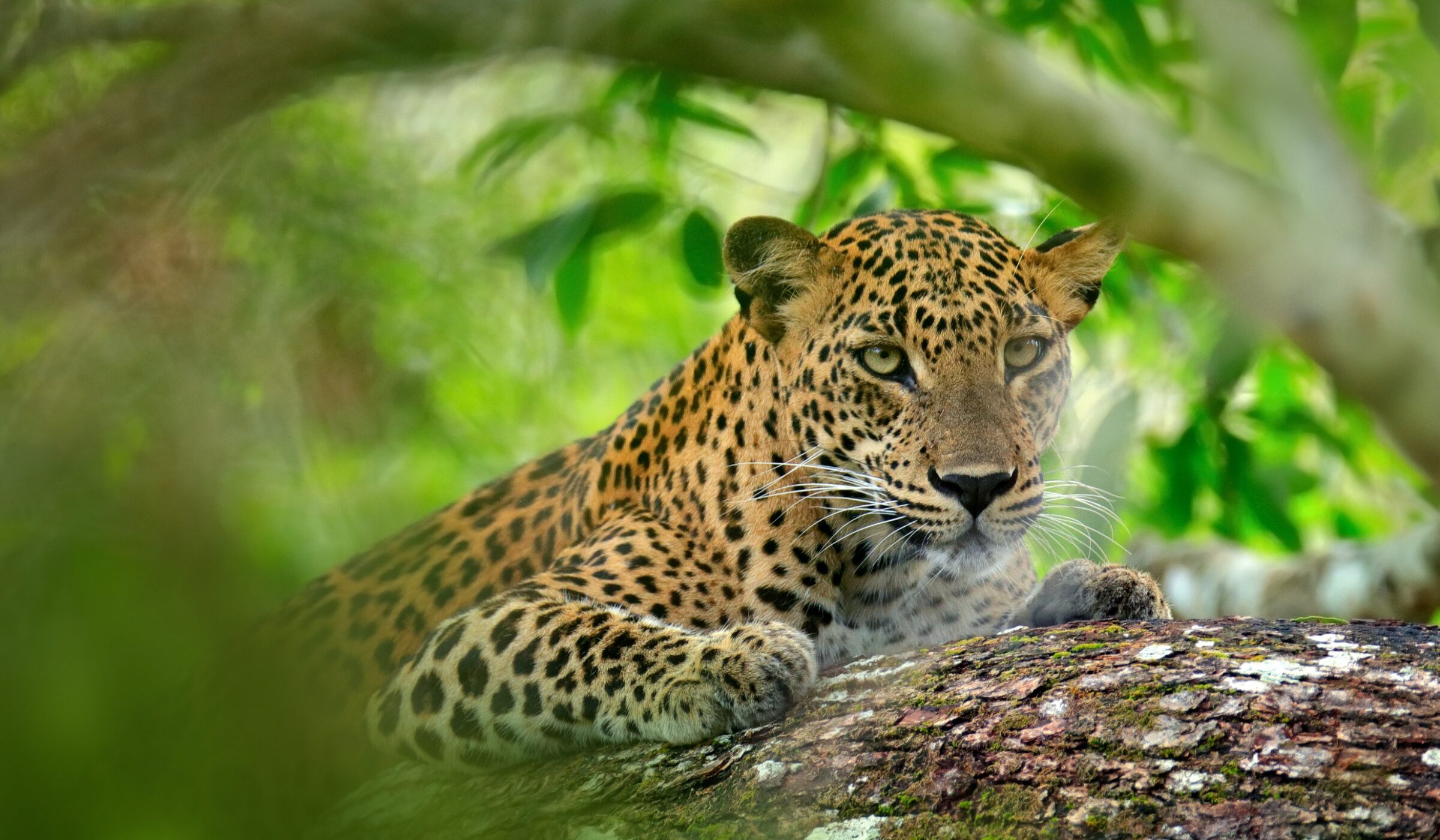 A close-up of a leopard in green vegetation.