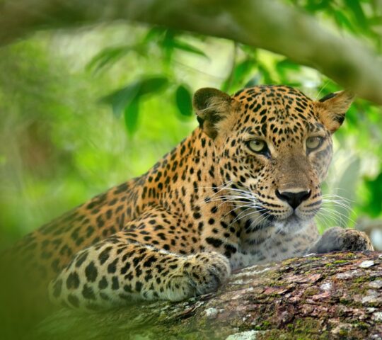Go on safari in Yala National Park