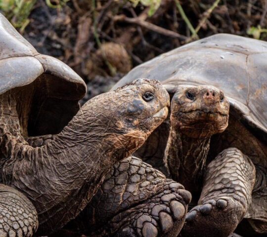 A pair of Galápagos giant tortoises in the highlands