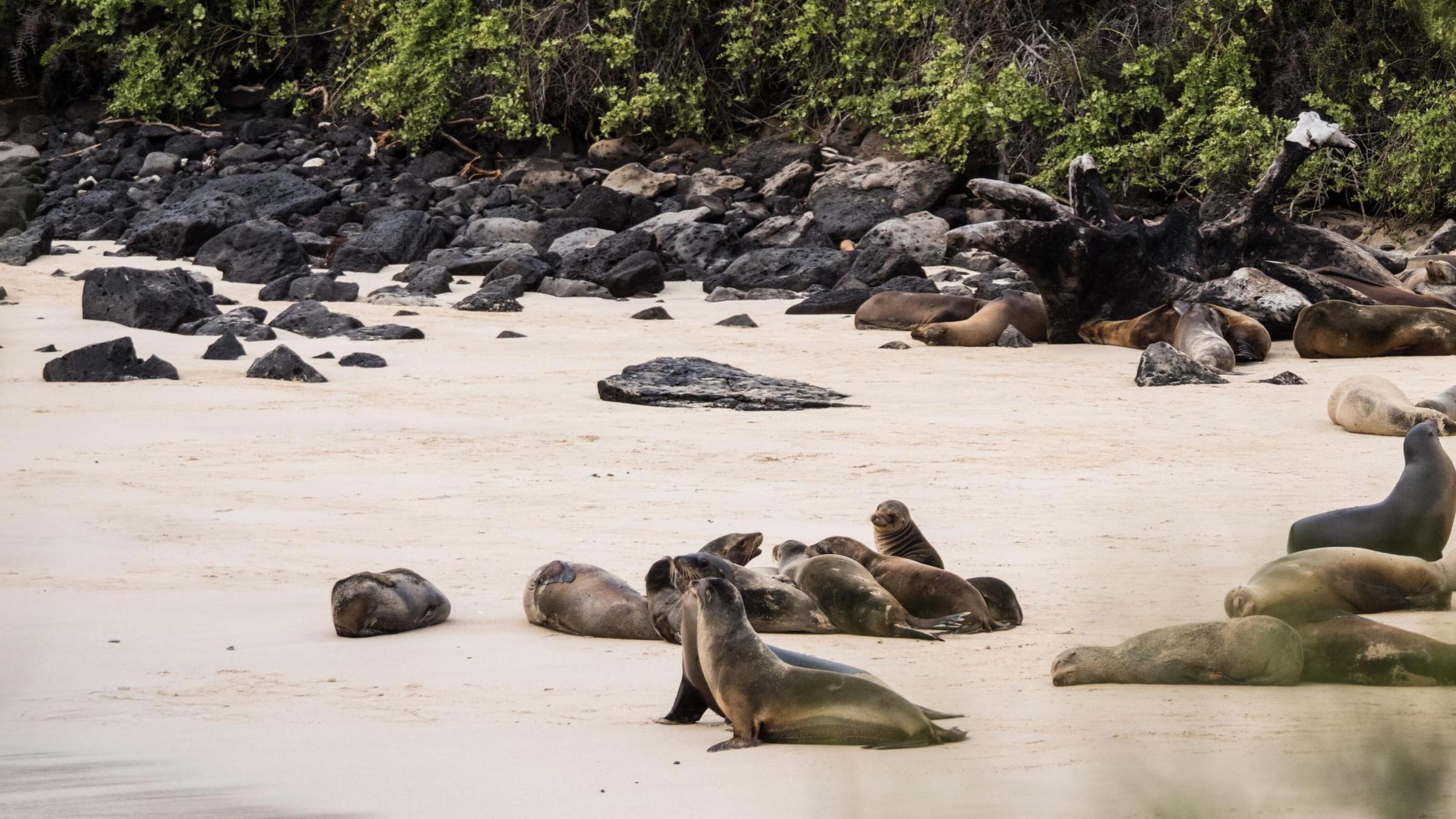 Wild sea lions on a white sand beach in the Galapagos Islands