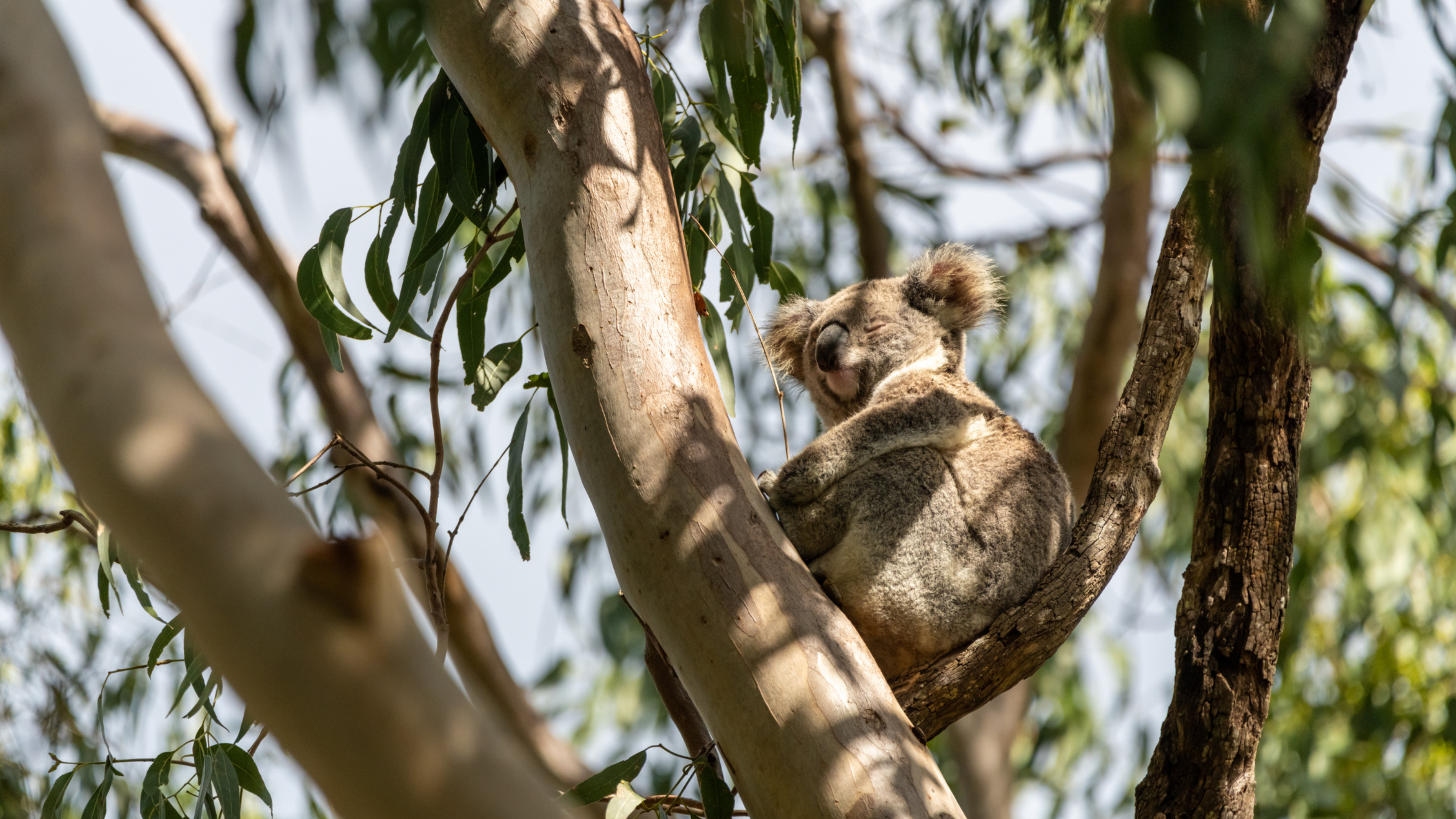 A wild koala sitting in eucalyptus tree