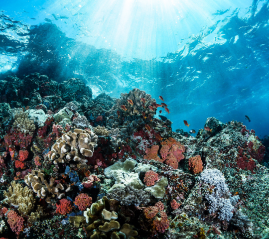 Snorkelling on the island's coral reef