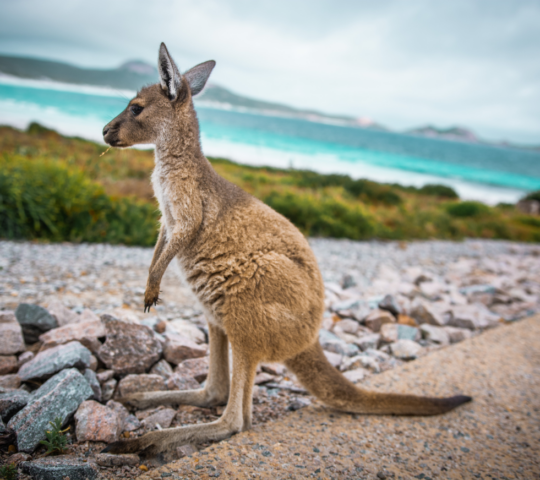 Australia's own version of 'The Galapagos': Kangaroo Island