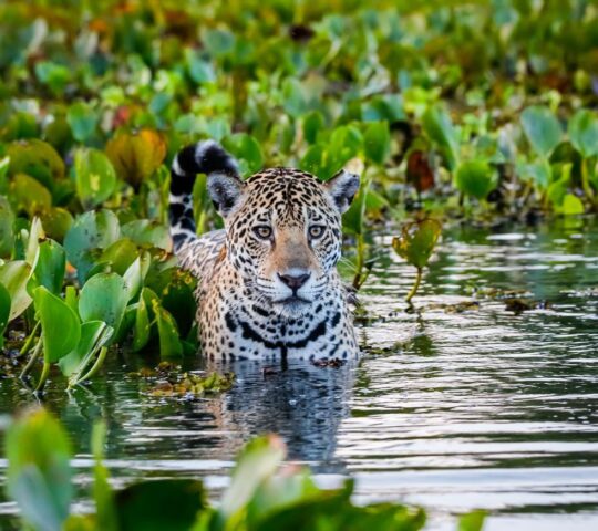 Observe jaguars in their natural habitat