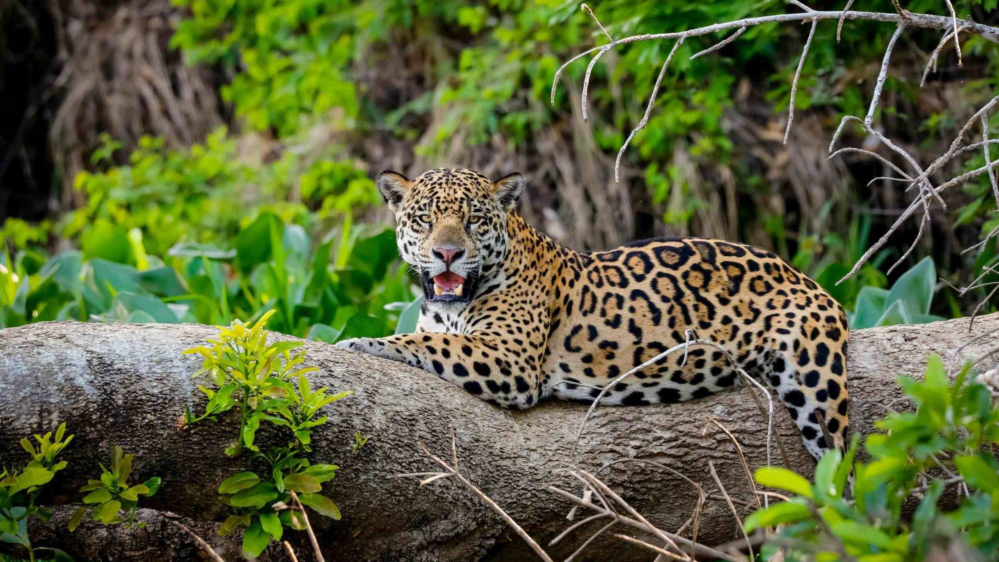 Conservation and Wildlife in Brazil