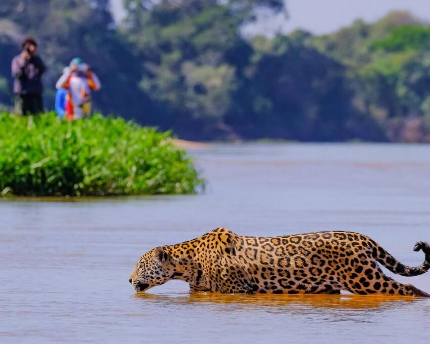 Observe jaguars in the wild