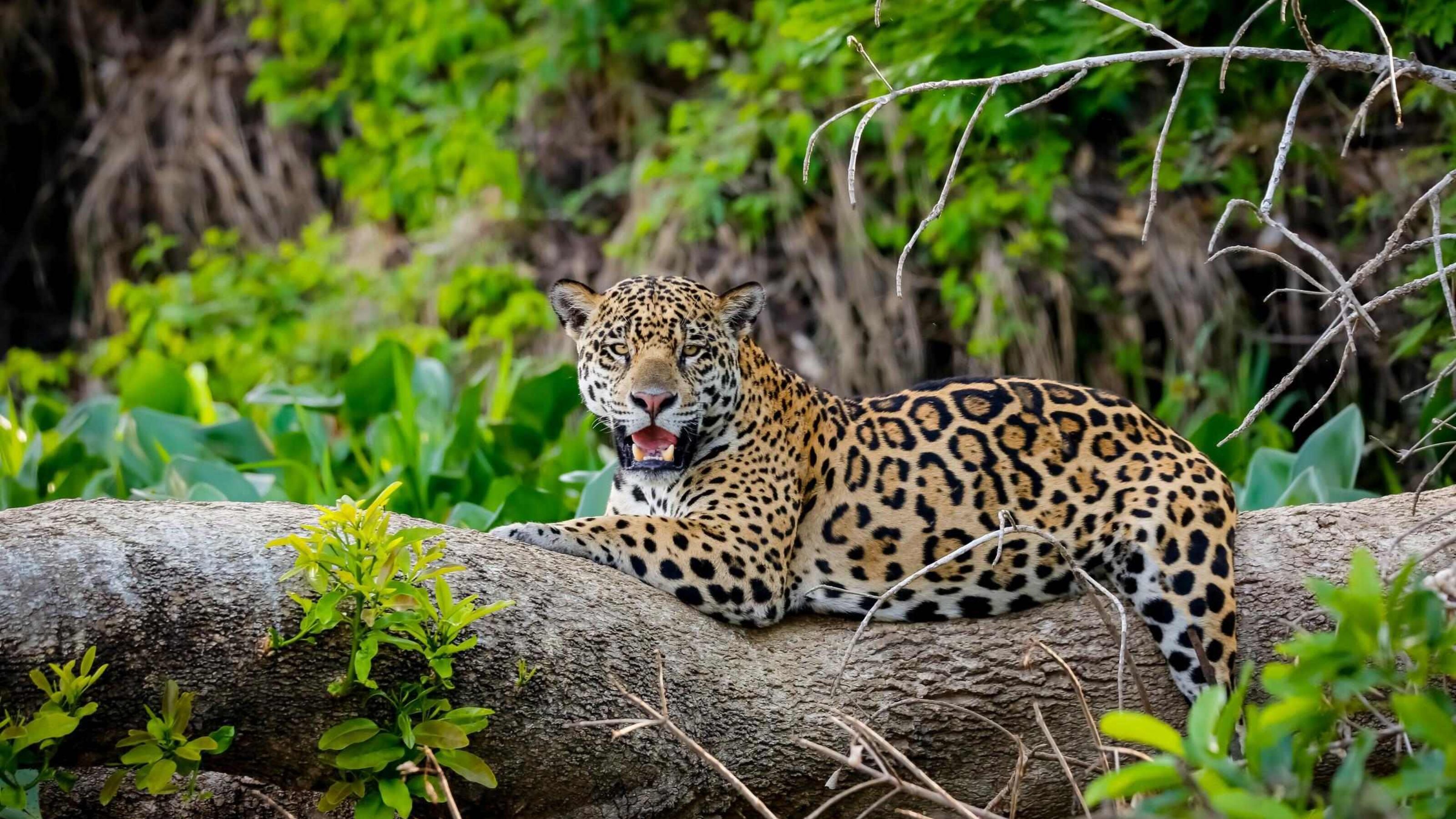 Nature in Brazil’s Wetlands and Rainforest