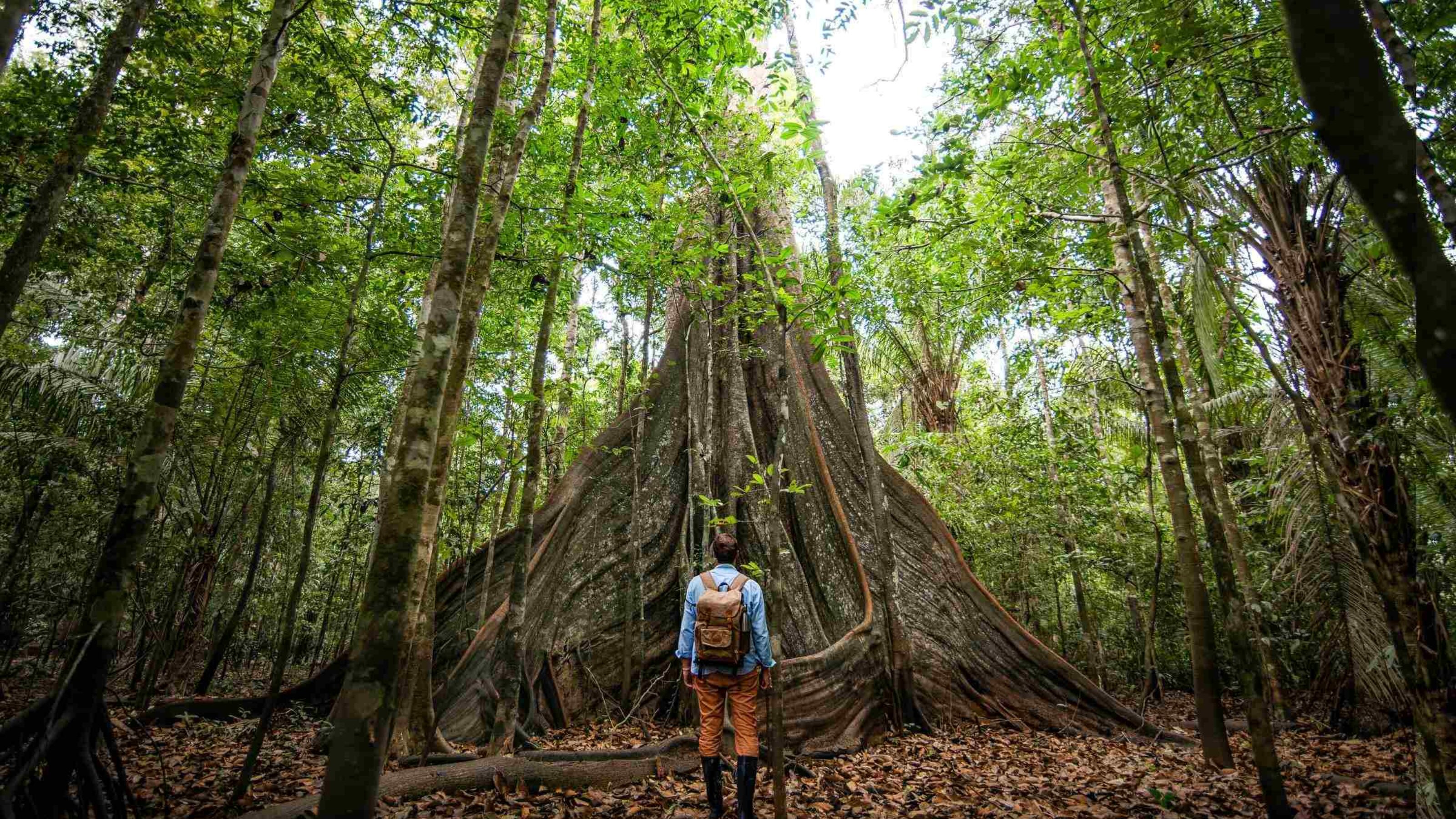 Nature in Brazil’s Wetlands and Rainforest