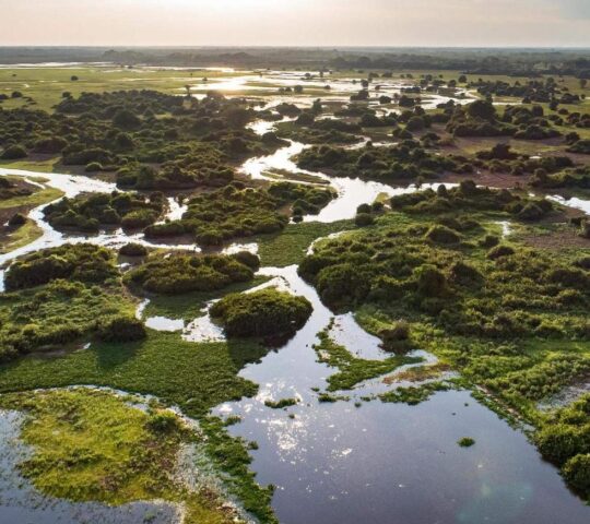 The vast wetlands of Brazils wildlife-rich Pantanal