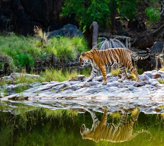 Spot elusive tigers in Ranthambore National Park