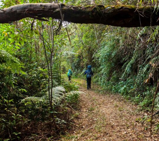 Hikers set out to tackle rainforest trails