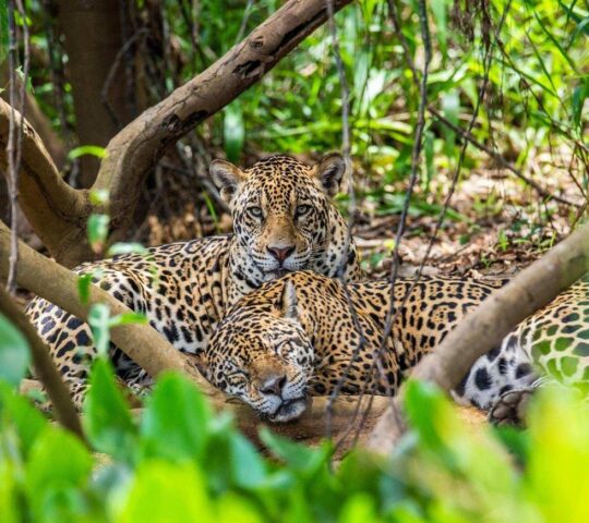 Two majestic jaguars recline in the thick jungle foilage