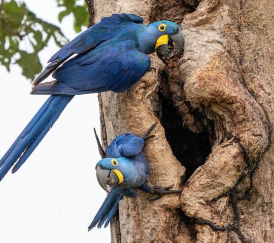 The startling blue of hyacinth macaws