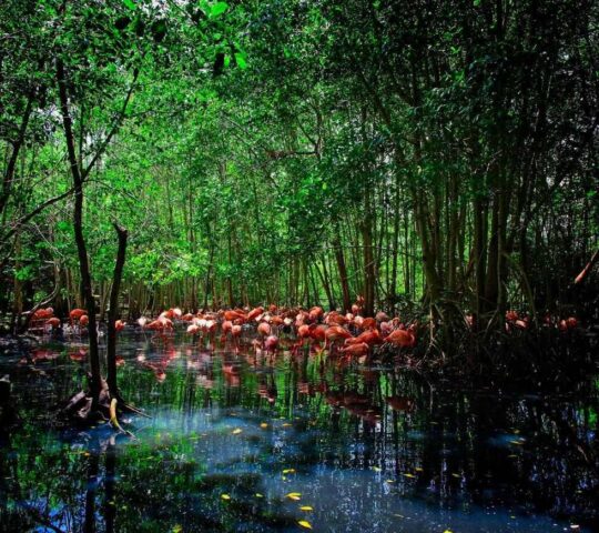 Bright pink flamingos in the mangroves of Isla Baru