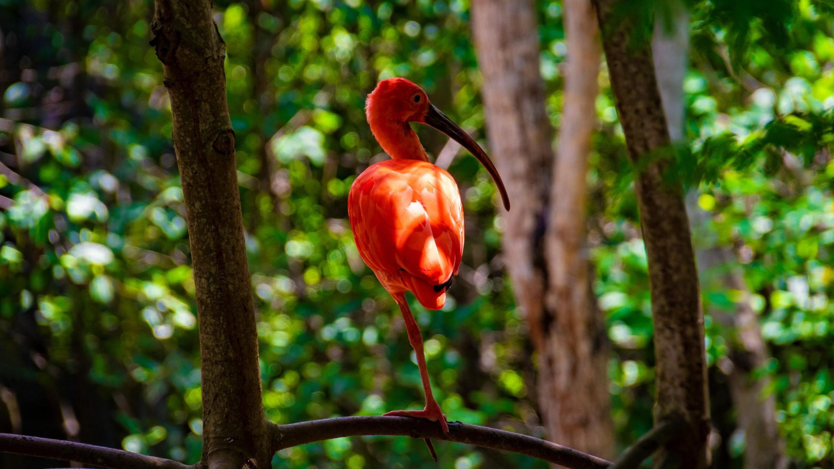 Jewels of the Caribbean