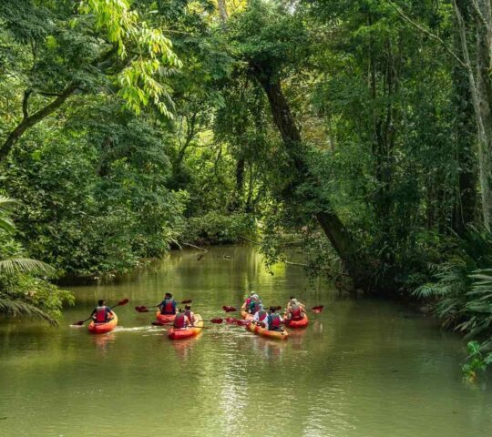 Kayaking along peaceful rivers, under tunnels of jungle vegetation